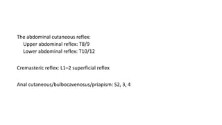 The abdominal cutaneous reflex:
Upper abdominal reflex: T8/9
Lower abdominal reflex: T10/12
Cremasteric reflex: L1–2 superficial reflex
Anal cutaneous/bulbocavenosus/priapism: S2, 3, 4
 