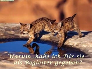 Warum ,habe ich Dir sie als Begleiter gegeben? 