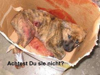 Achtest Du sie nicht? … 