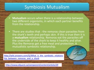Symbiosis Mutualism

    • Mutualism occurs when there is a relationship between
      two different organisms, in which each partner benefits
      from the relationship.

    • There are studies that : the remoras clean parasites from
      the shark's teeth and perhaps skin. If this is true then it is
      a mutualism relationship. Remoras eat the parasites off
      the underside of the shark to keep it healthy and alive.
      Plus the Remoras get a free meal and protection. A
      mutualistic symbiotic relationship.

http://wiki.answers.com/Q/What_is_the_symbiotic_relations
hip_between_remoras_and_a_shark

 http://www.edquest.ca/component/content/article/29
 