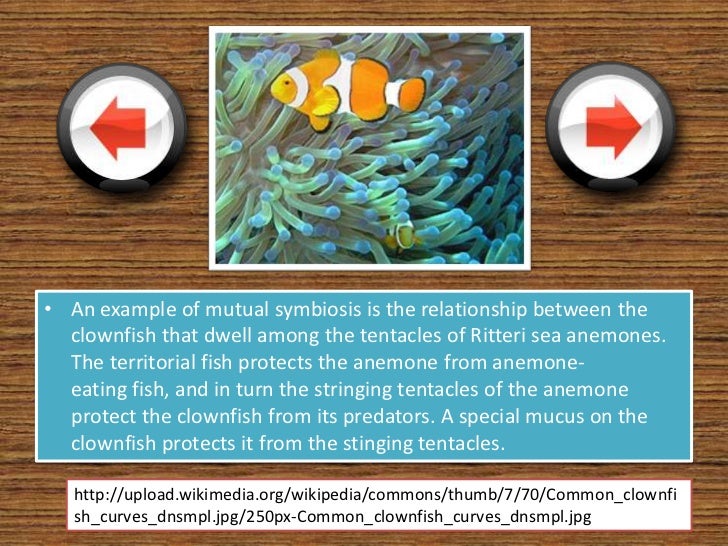 what are 5 examples of mutualism relationships