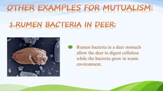Rumen bacteria in a deer stomach
allow the deer to digest cellulose
while the bacteria grow in warm
environment.
 