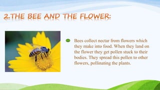Bees collect nectar from flowers which
they make into food. When they land on
the flower they get pollen stuck to their
bodies. They spread this pollen to other
flowers, pollinating the plants.
 