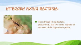 The nitrogen fixing bacteria
(Rhizobium) that live in the nodules of
the roots of the leguminous plants.
 