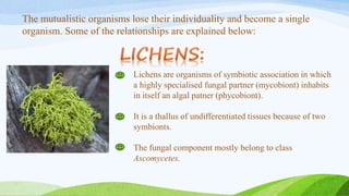 The mutualistic organisms lose their individuality and become a single
organism. Some of the relationships are explained below:
Lichens are organisms of symbiotic association in which
a highly specialised fungal partner (mycobiont) inhabits
in itself an algal patner (phycobiont).
It is a thallus of undifferentiated tissues because of two
symbionts.
The fungal component mostly belong to class
Ascomycetes.
 