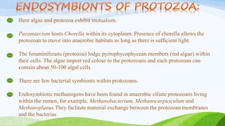 Here algae and protozoa exhibit mutualism.
Paramaecium hosts Chorella within its cytoplasm. Presence of chorella allows the
protozoan to move into anaerobic habitats as long as there is sufficient light.
The foraminiferans (protozoa) lodge pyrrophycophycean members (red algae) within
their cells. The algae import red colour to the protozoans and each protozoan can
contain about 50-100 algal cells.
There are few bacterial symbionts within protozoans.
Endosymbiotic methanogens have been found in anaerobic ciliate protozoans living
within the rumen, for example, Methanobacterium, Methanocarpusculum and
Methanoplanus.They faclitate material exchange between the protozoan membranes
and the bacterias
 