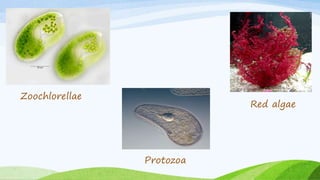 Zoochlorellae
Protozoa
Red algae
 