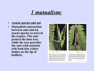 1 mutualism:   <ul><li>Acacia species and ant   </li></ul><ul><li>Mutualistic interaction between ants and an acacia speci...