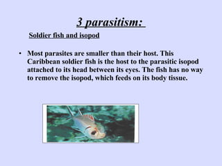 3 parasitism:  <ul><li>Most parasites are smaller than their host. This Caribbean soldier fish is the host to the parasiti...