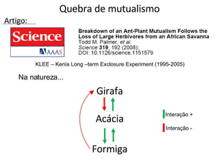 Quebra de mutualismo Na natureza... KLEE – Kenia Long –term Exclosure Experiment (1995-2005) Artigo: Girafa Acácia Formiga Interação + Interação - 