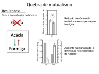 Quebra de mutualismo Com a exclusão dos herbívoros... Redução no número de nectários e recompensa para formigas Aumento na mortalidade  e  diminuição no crescimento de Acácias Resultados: Girafa Acácia Formiga 