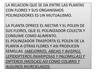 LA RELACION QUE SE DA ENTRE LAS PLANTAS
CON FLORES Y SUS ORGANISMOS
POLINIZADORES ES UN MUTUALISMO.

LA PLANTA OFRECE EL NECTAR Y EL POLEN DE
SUS FLORES, QUE EL POLINIZADOR COLECTA Y
CONSUME COMO ALIMENTO.
EL POLINIZADOR TRASPORTA EL POLEN DE LA
PLANTA A OTRAS FLORES Y ASI PRODUCEN
SEMILLAS. (ABEJORROS, ABEJAS Y AVISPAS),
LEPIDOPTEROS (MARIPOSAS Y PALOMILLAS) Y
DIPTEROS (MOSCAS) ASI COMO COLIBRIS Y
ALGUNOS MURCIELAGOS.
 