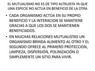 EL MUTUALISMO NO ES DE TIPO ALTRUISTA YA QUE
UNA ESPECIE NO ACTUA EN BENEFICIO DE LA OTRA
• CADA ORGANISMO ACTÚA EN SU PROPIO
  BENEFICIO Y LA INTERACION SE MANTIENE
  GRACIAS A QUE LOS DOS SE MANTIENEN
  BENEFICIADOS.
• EN MUCHAS RELACIONES MUTUALISTAS UN
  ORGANISMO BRINDA ALIMENTO AL OTRO Y EL
  SEGUNDO OFRECE AL PRIMERO PROTECCION,
  LIMPIEZA, DISPERSIÓN, POLINIZACIÓN O
  SIMPLEMENTE UN SITIO PARA VIVIR.
 