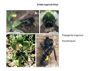 O lado negro da força




                        Propaganda enganosa

                        Pseudocópula
 