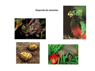 Dispersão de sementes
 