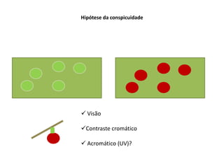 Hipótese da conspicuidade




 Visão

Contraste cromático

 Acromático (UV)?
 