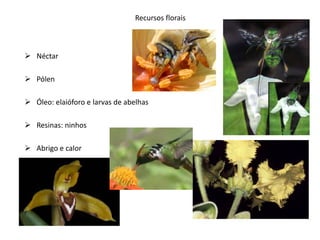 Recursos florais



 Néctar

 Pólen

 Óleo: elaióforo e larvas de abelhas

 Resinas: ninhos

 Abrigo e calor
 