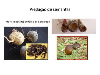 Predação de sementes

Mortalidade dependente de densidade
 