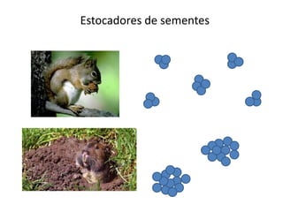 Estocadores de sementes
 