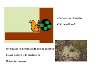  Sementes enterradas

                                                Há benefícios?




Formigas já foi demonstrado que há benefício

Escape do fogo e de predadores

Nutrientes do solo
 