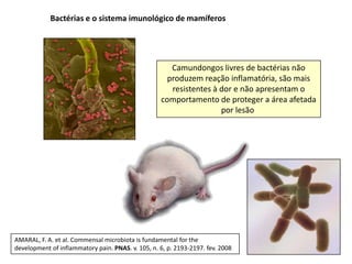 Bactérias e o sistema imunológico de mamíferos




                                                       Camundongos livres de bactérias não
                                                      produzem reação inflamatória, são mais
                                                       resistentes à dor e não apresentam o
                                                    comportamento de proteger a área afetada
                                                                     por lesão




AMARAL, F. A. et al. Commensal microbiota is fundamental for the
development of inflammatory pain. PNAS. v. 105, n. 6, p. 2193-2197. fev. 2008
 