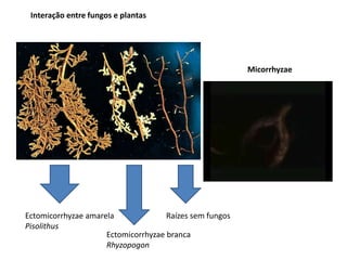 Interação entre fungos e plantas




                                                         Micorrhyzae




Ectomicorrhyzae amarela              Raízes sem fungos
Pisolithus
                     Ectomicorrhyzae branca
                     Rhyzopogon
 