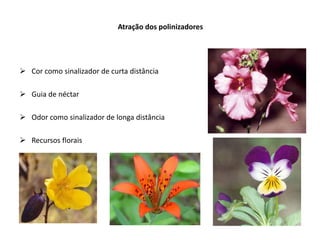 Atração dos polinizadores




 Cor como sinalizador de curta distância

 Guia de néctar

 Odor como sinalizador de longa distância

 Recursos florais
 
