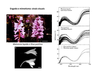 Engodo e mimetismo: sinais visuais
Watsonia lepida e Disa pulchra
 