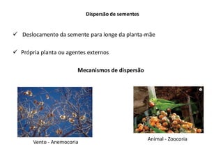 Dispersão de sementes
 Deslocamento da semente para longe da planta-mãe
 Própria planta ou agentes externos
Mecanismos de dispersão
Vento - Anemocoria
Animal - Zoocoria
 