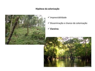 Hipótese da colonização
 Imprevisibilidade
 Disseminação e chance de colonização
 Clareiras
 