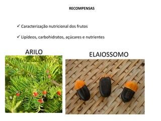 ELAIOSSOMOARILO
RECOMPENSAS
 Caracterização nutricional dos frutos
 Lipídeos, carbohidratos, açúcares e nutrientes
 