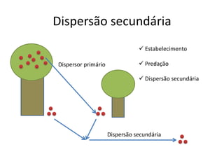 Dispersão secundária
Dispersor primário
Dispersão secundária
 Estabelecimento
 Predação
 Dispersão secundária
 