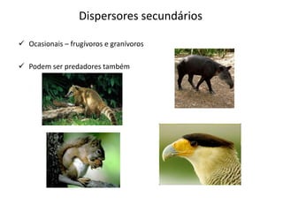 Dispersores secundários
 Ocasionais – frugívoros e granívoros
 Podem ser predadores também
 