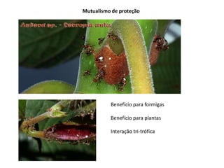 Benefício para formigas
Benefício para plantas
Interação tri-trófica
Mutualismo de proteção
 