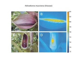 Helicodiceros muscivorus (Araceae)
 