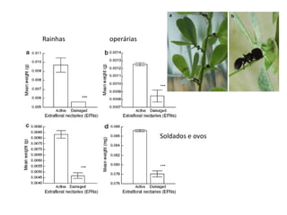 Rainhas operárias
Soldados e ovos
 