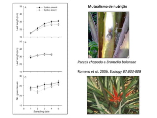 Psecas chapoda e Bromelia balansae
Romero et al. 2006. Ecology 87:803-808
Mutualismo de nutrição
 