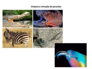 Limpeza e remoção de parasitas
 
