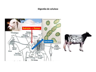 Digestão de celulose
 