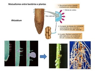 Rhizobium
Mutualismos entre bactérias e plantas
 