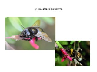 Os traidores do mutualismo
 