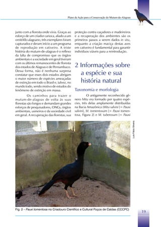 Plano de Ação para a Conservação do Mutum-de-Alagoas




junto com a floresta onde vivia. Graças ao   proteção contra caçadores e madeireiros
esforço de um criador carioca, aliado a um   e a recuperação dos ambientes são os
ornitófilo alagoano, três exemplares foram   primeiros passos a serem dados in situ,
capturados e deram início a um programa      enquanto a criação maciça destas aves
de reprodução em cativeiro. A triste         em cativeiro é fundamental para garantir
história do mutum-de-alagoas é o reflexo     indivíduos viáveis para a reintrodução.
da falta de compromisso que os órgãos
ambientais e a sociedade em geral tiveram
com os últimos remanescentes de floresta
dos estados de Alagoas e de Pernambuco.      2 Informações sobre
Dessa forma, não é nenhuma surpresa
constatar que esses dois estados abrigam       a espécie e sua
o maior número de espécies ameaçadas
de extinção em todo o Brasil e, talvez, no     história natural
mundo todo, sendo motivo de estudos do
fenômeno de extinção em massa.               Taxonomia e morfologia
          Os caminhos para trazer o                    O antigamente reconhecido gê-
mutum-de-alagoas de volta às suas            nero Mitu era formado por quatro espé-
florestas são longos e demandam grandes      cies, três delas amplamente distribuídas
esforços de pesquisadores, ONGs, órgãos      na Bacia Amazônica (Mitu salvini [= Pauxi
ambientais, usineiros e da sociedade civil   salvini], M. tomentosum [= Pauxi tomen-
em geral. A recuperação das florestas, sua   tosa, Figura 2] e M. tuberosum [= Pauxi




                                                                                              Luís Fábio Silveira




Fig. 2 – Pauxi tomentosa no Criadouro Científico e Cultural Poços de Caldas (CCCPC)
                                                                                                                    19
 
