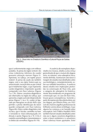 Plano de Ação para a Conservação do Mutum-de-Alagoas




                                                                                     Luís Fábio Silveira
          Fig. 5 – Pauxi mitu no Criadouro Científico e Cultural Poços de Caldas
          (CCCPC)



que é uniformemente negra com reflexos                 A ausência de exemplares depo-
azulados. As penas da região ventral e do     sitados nos museus, aliados a uma crença
crisso (coberteiras inferiores da cauda)      generalizada de que o mutum-de-alagoas
possuem coloração marrom (Figura 5).          seria, no máximo, uma subespécie fraca-
Apresenta, na cabeça, um topete pouco         mente definida, mantiveram este táxon à
notável. As penas da cauda são também         margem de estudos mais detalhados sobre
negras, com o seu ápice branco-sujo ou        sua morfologia e, conseqüentemente, so-
amarronzado, exceção feita ao par central     bre sua validade taxonômica. A ausência
que é totalmente negro, o que representa      desses estudos teve implicações profun-
caráter-diagnóstico importante quando         das na conservação de Pauxi mitu, pois
comparado com Pauxi tuberosa (Figuras         a categoria de subespécie foi historica-
7a e 7b). Outros caracteres-diagnósticos      mente desconsiderada em programas de
são observados na região da cabeça, que       conservação que, no caso de Pauxi mitu,
apresenta a região auricular desprovida de    trouxe graves conseqüências. Somente a
penas (Figuras 1, 6a e 9), caráter já figu-   partir da espetacular descoberta desta ave
rado por Marcgrave no século XVII e que       em Alagoas, por Olivério Pinto, em 1951
permite a pronta identificação do táxon       (um dos maiores orgulhos profissionais da
quando comparado com Pauxi tuberosa           brilhante carreira desse ornitólogo), é que
(Figura 6b). Outro caráter-diagnóstico está   alguma luz começou a ser lançada sobre
no bico, que é bicolor, vermelho na base      esta espécie. Sick (1980) e Nardelli (1993)
e tornando-se róseo-esbranquiçado em          também fizeram estudos detalhados sobre
direção à ponta (Figuras 6a e 9). A íris é    esta ave e alguns caracteres-diagnósticos
castanho-avermelhada e o tarsometatarso e     entre o táxon nordestino e o amazônico
os dedos são vermelhos (Figuras 8 e 10).      (Pauxi tuberosa) foram apontados. Entre
                                                                                                           21
 