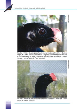 Instituto Chico Mendes de Conservação da Biodiversidade




                                                                                            Luís Fábio Silveira
         Fig. 6a – Detalhe da cabeça de Pauxi mitu no Criadouro Científico e Cultural
         Poços de Caldas (CCCPC), mostrando a região auricular completamente nua
         e o bico vermelho na base, tornando-se esbranquiçado em direção à ponta.
         Compare com a Figura 6b (Pauxi tuberosa)




                                                                                            Luís Fábio Silveira




         Fig. 6b – Detalhe da cabeça de Pauxi tuberosa no Criadouro Científico e Cultural
         Poços de Caldas (CCCPC)
22
 