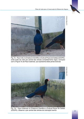 Plano de Ação para a Conservação do Mutum-de-Alagoas




                                                                                    Luís Fábio Silveira
Fig. 7a – Pauxi mitu no Criadouro Científico e Cultural Poços de Caldas (CCCPC),
onde pode ser visto par central das retrizes completamente negro. Compare
com a Figura 7b de Pauxi tuberosa, que apresenta estas penas brancas


                                                                                    Luís Fábio Silveira




Fig. 7b – Pauxi tuberosa no Criadouro Científico e Cultural Poços de Caldas
(CCCPC). Observe o par central das retrizes de coloração branca                                           23
 