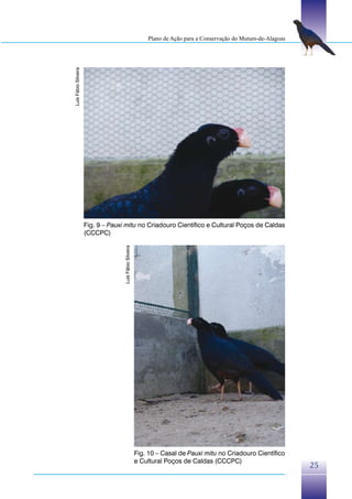 Plano de Ação para a Conservação do Mutum-de-Alagoas




Luís Fábio Silveira




                      Fig. 9 – Pauxi mitu no Criadouro Científico e Cultural Poços de Caldas
                      (CCCPC)
                                    Luís Fábio Silveira




                                                          Fig. 10 – Casal de Pauxi mitu no Criadouro Científico
                                                          e Cultural Poços de Caldas (CCCPC)
                                                                                                                     25
 