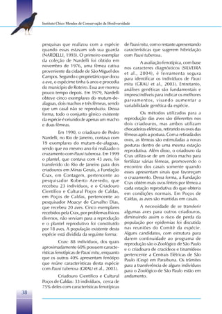 Instituto Chico Mendes de Conservação da Biodiversidade




     pesquisas que realizou com a espécie               de Pauxi mitu, com o restante apresentando
     quando essas estavam sob sua guarda                características que sugerem hibridação
     (NARDELLI, 1993). O primeiro exemplar              com Pauxi tuberosa.
     da coleção de Nardelli foi obtido em                        A avaliação fenotípica, com base
     novembro de 1976, uma fêmea cativa                 nos caracteres diagnósticos (SILVEIRA
     proveniente da cidade de São Miguel dos            et al., 2004), é ferramenta segura
     Campos. Segundo o proprietário que doou            para identificar os indivíduos de Pauxi
     a ave, o espécime tinha 6 anos e procedia          mitu (GRAU et al., 2003). Entretanto,
     do município de Roteiro. Essa ave morreu           análises genéticas são fundamentais e
     pouco tempo depois. Em 1979, Nardelli              imprescindíveis para indicar os melhores
     obteve cinco exemplares do mutum-de-               pareamentos, visando aumentar a
     alagoas, dois machos e três fêmeas, sendo          variabilidade genética da espécie.
     que um casal não se reproduziu. Dessa
     forma, todo o conjunto gênico existente                      Os métodos utilizados para a
     da espécie é oriundo de apenas um macho            reprodução das aves são diferentes nos
     e duas fêmeas.                                     dois criadouros, mas ambos utilizam
                                                        chocadeiras elétricas, retirando os ovos das
              Em 1990, o criadouro de Pedro             fêmeas após a postura. Com a retirada dos
     Nardelli, no Rio de Janeiro, contava com           ovos, as fêmeas são estimuladas a novas
     19 exemplares do mutum-de-alagoas,                 posturas dentro de uma mesma estação
     sendo que no mesmo ano foi realizado o             reprodutiva. Além disso, o criadouro da
     cruzamento com Pauxi tuberosa. Em 1999             Crax utiliza-se de um único macho para
     o plantel, que contava com 43 aves, foi            fertilizar várias fêmeas, promovendo o
     transferido do Rio de Janeiro para dois            encontro dos casais somente quando
     criadouros em Minas Gerais, a Fundação             esses apresentam sinais que favoreçam
     Crax, em Contagem, pertencente ao                  o cruzamento. Dessa forma, a Fundação
     pesquisador Roberto Azeredo, que                   Crax obtém mais ovos férteis por fêmea a
     recebeu 23 indivíduos, e o Criadouro               cada estação reprodutiva do que obteria
     Científico e Cultural Poços de Caldas,             em condições normais. Em Poços de
     em Poços de Caldas, pertencente ao                 Caldas, as aves são mantidas em casais.
     pesquisador Moacyr de Carvalho Dias,
     que recebeu 20 aves. Cinco exemplares                       A necessidade de se transferir
     recebidos pela Crax, por problemas físicos         algumas aves para outros criadouros,
     diversos, não serviam para a reprodução            diminuindo assim o risco de perda da
     e o plantel reprodutivo foi constituído            população por epidemias foi discutida
     por 18 aves. A população existente desta           nas reuniões do Comitê da espécie.
     espécie está dividida da seguinte forma:           Alguns candidatos, com estrutura para
                                                        darem continuidade ao programa de
                Crax: 88 indivíduos, dos quais          reprodução são o Zoológico de São Paulo
     aproximadamente 60% possuem caracte-               e o criadouro de cracídeos e tinamídeos
     rísticas fenotípicas de Pauxi mitu, enquanto       pertencente a Centrais Elétricas de São
     que os outros 40% apresentam fenótipo              Paulo (Cesp) em Paraibuna. Os trâmites
     que reúne características desta espécie            para a transferência de alguns indivíduos
     com Pauxi tuberosa (GRAU et al., 2003).            para o Zoológico de São Paulo estão em
             Criadouro Científico e Cultural            andamento.
     Poços de Caldas: 33 indivíduos, cerca de
     75% deles com características fenotípicas
38
 