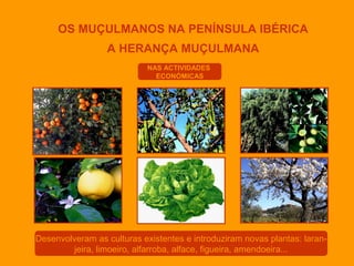 OS MUÇULMANOS NA PENÍNSULA IBÉRICA
A HERANÇA MUÇULMANA
NAS ACTIVIDADES
ECONÓMICAS

Desenvolveram as culturas existentes e introduziram novas plantas: laranjeira, limoeiro, alfarroba, alface, figueira, amendoeira...

 