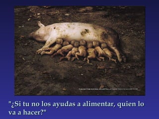 "¿Si tu no los ayudas a alimentar, quien lo va a hacer?" 