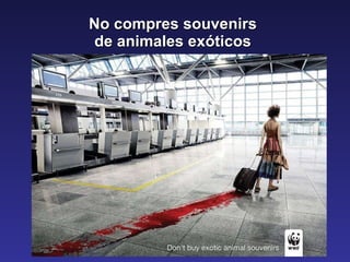 No compres souvenirs  de animales exóticos  